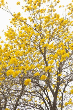 Tabebuia Chrysantha Zhanghua, Tayvan, Asya