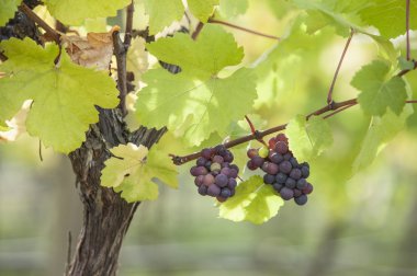 Asma, Üzüm, Victoria Adası, Vancouver, Kanada,