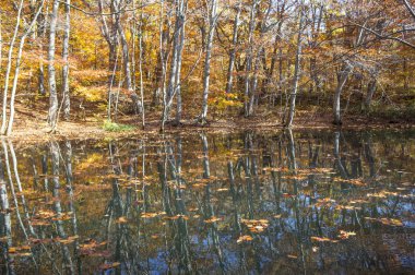 Akçaağaç yaprakları Japonya, Asya ile,