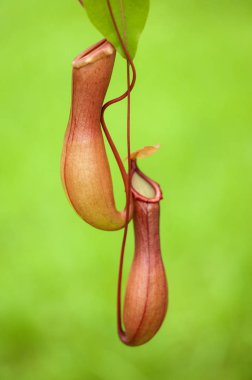 exotic Pitcher Plant, pitfall trap  clipart