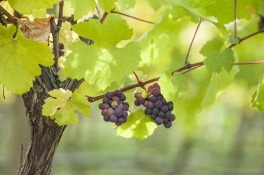 Asma, Üzüm, Victoria Adası, Vancouver, Kanada,