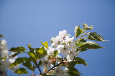 güzel Cherry Blossom Tayvan, Asya
