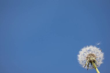 Alishan Manzara Alanı, Alişan, Chiayi, Tayvan, Asya, Karahindiba,