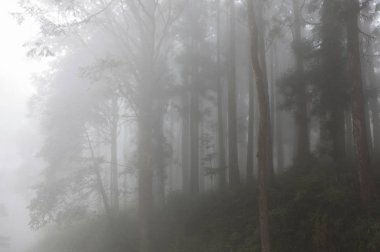 Alishan Manzara Alanı, Alişan, Chiayi, Tayvan, Asya, Sis, Ağaç,