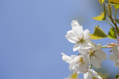 Alişan, Chiayi, Tayvan, Asya kiraz çiçeği