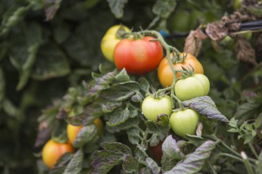 Arka planda Beefsteak domates, yakın