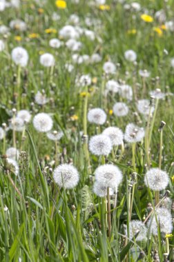 Dandelions Park Seattle, ABD