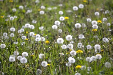 Dandelions Park Seattle, ABD