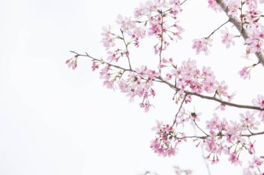beautiful Cherry Blossom in Taiwan, Asia clipart