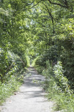 Osaka Kalesi Parkı, Patika, Japonya, Asya,