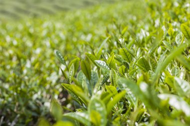 Alishan Manzara Alanı, Alişan, Chiayi, Tayvan, Asya, Çay Ağacı,