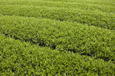 Alishan Manzara Alanı, Alişan, Chiayi, Tayvan, Asya, Çay Ağacı, Çay bahçesi,