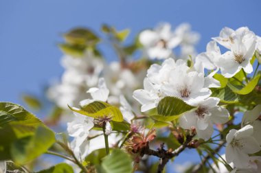 güzel Cherry Blossom Tayvan, Asya