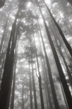 Alishan Manzara Alanı, Alişan, Chiayi, Tayvan, Asya, Sis, Ağaç,