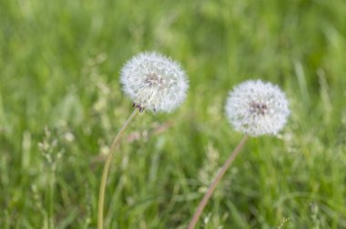 Dandelions Park Seattle, ABD