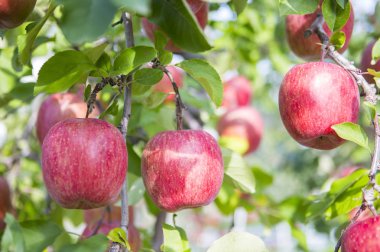 arka plan üzerinde kırmızı elma yakın çekim