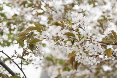 güzel Cherry Blossom Tayvan, Asya
