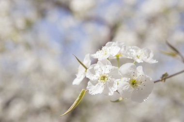 Pekin, Çin, Asya armut çiçeği