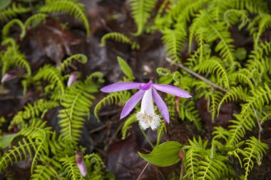 Alishan Manzara Alanı, Alişan, Chiayi, Tayvan, Asya, Bitki, Çiçek,