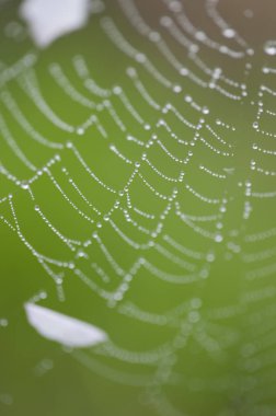 Örümcek Ağı Alishan Manzara Alanı, Alishan, Chiayi, Tayvan