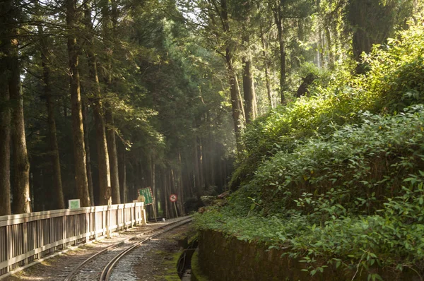 Alishan Malerische Gegend Alishan Chiayi Taiwan Asien Baum — Stockfoto