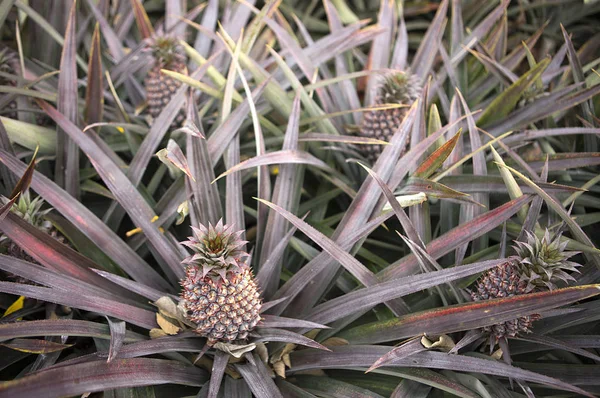 Piñas Frescas Fondo Cerca — Foto de Stock