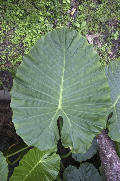  Tainan, Asya'da Taro Yaprakları