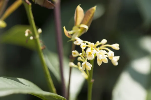 Alishan Scenic Área Alishan Chiayi Taiwán Asia Dulce Flor Osmanthus — Foto de Stock