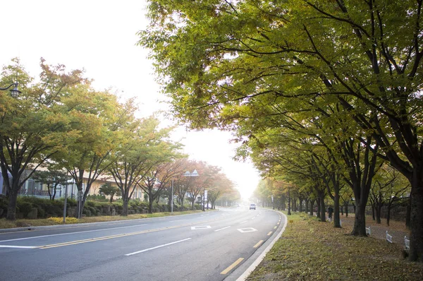 Beautiful Nature Background Trees — Stock Photo, Image