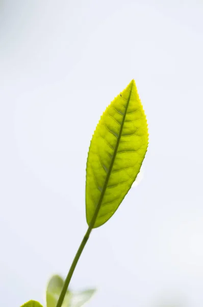 Alishan Scenic Area Alishan Chiayi Taiwan Asia Plant Tea Tree — Stock Photo, Image