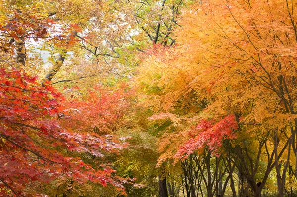 Maple Leaves in Gayasan  Park,Korea