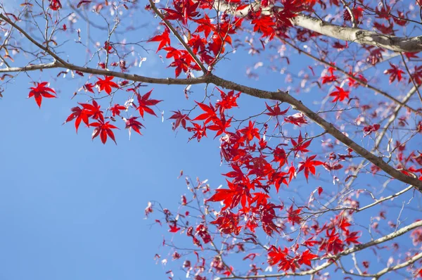 Árvore Bordo Com Folhas Japão Ásia — Fotografia de Stock