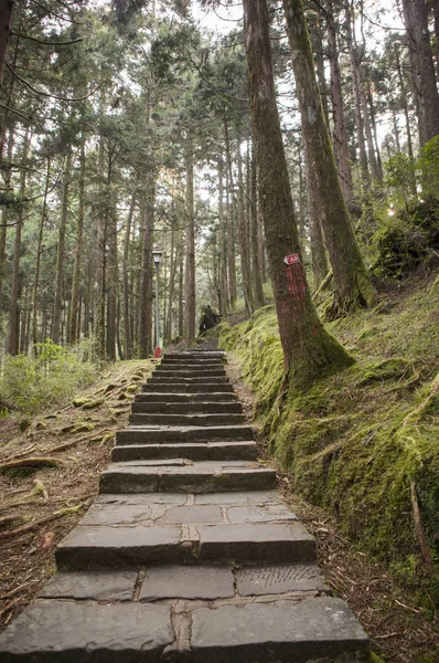 Alishan Landschaftlich Reizvolle Gegend Blick Auf Schritte Wald — Stockfoto