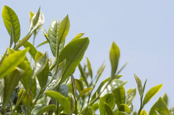 Alishan Scenic Area Alishan Chiayi Taiwan Azië Plant Aardige Tea — Stockfoto