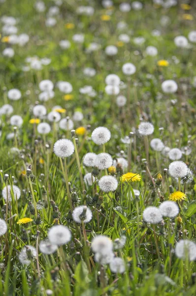 Pissenlits Dans Parc Seattle États Unis — Photo