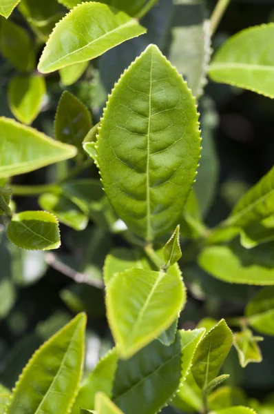 Alishan  Scenic Area, Alishan, Chiayi, Taiwan, Asia, Plant, Tea Tree,