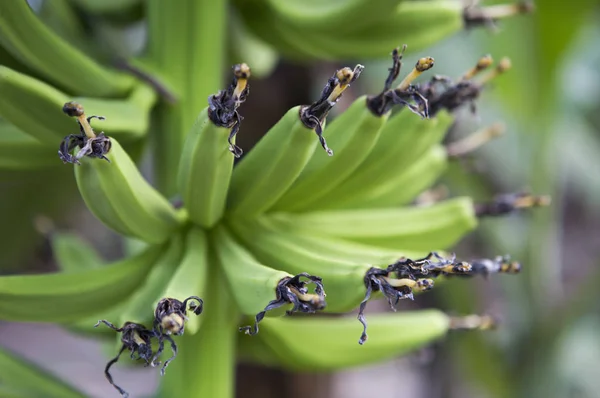 Plátano Frutas Granja Aire Libre — Foto de Stock