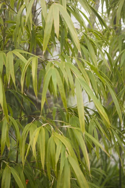 Alishan Scenic Área Alishan Chiayi Taiwán Asia Bambú Planta — Foto de Stock