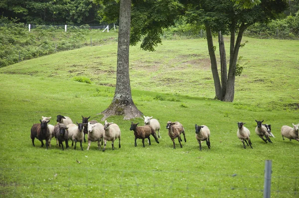 Ovejas Hokkaido Japón Asia — Foto de Stock