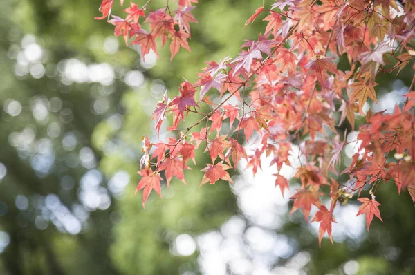 Maple Leaves Osaka Kastély Osaka Castle Park Osaka Prefektúra Japán — Stock Fotó