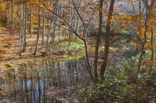 Árvores Bordo Com Folhas Japão Ásia — Fotografia de Stock