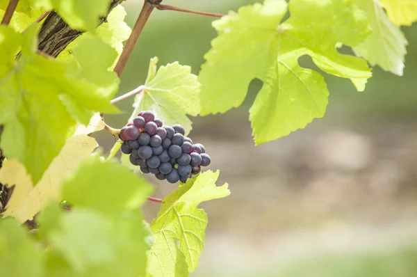 Vine Grape Victoria Island Vancouver Canada — Stockfoto