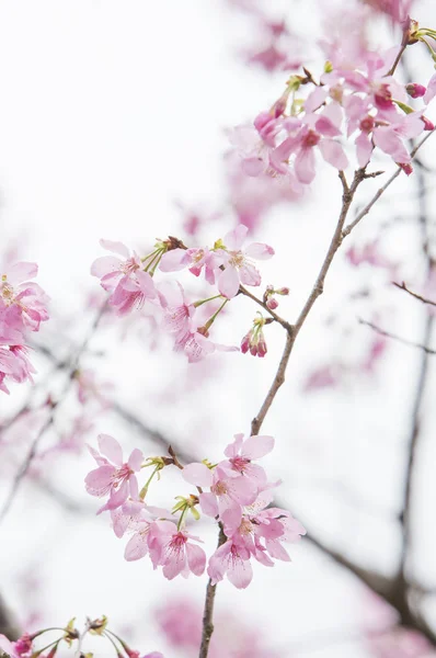 Güzel Cherry Blossom Tayvan Asya — Stok fotoğraf