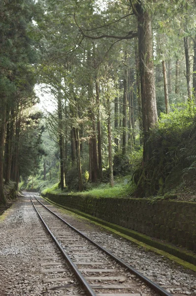 Alishan Landschaftlich Reizvolle Gegend Eisenbahnstrecke Wald — Stockfoto