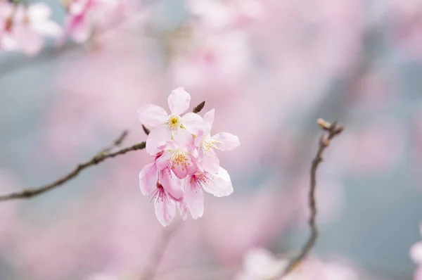 Güzel Cherry Blossom Tayvan Asya — Stok fotoğraf