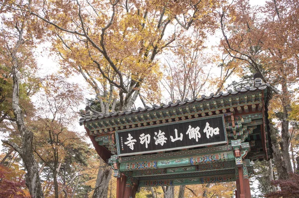 Ahornblätter Gayasan Park Korea — Stockfoto