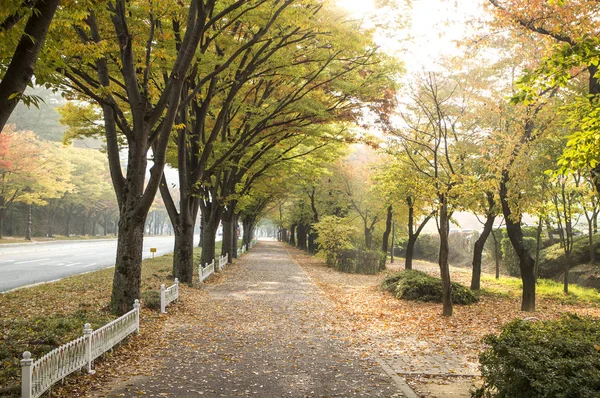 Maple Leaves Gyeongju Korea — Stock Photo, Image