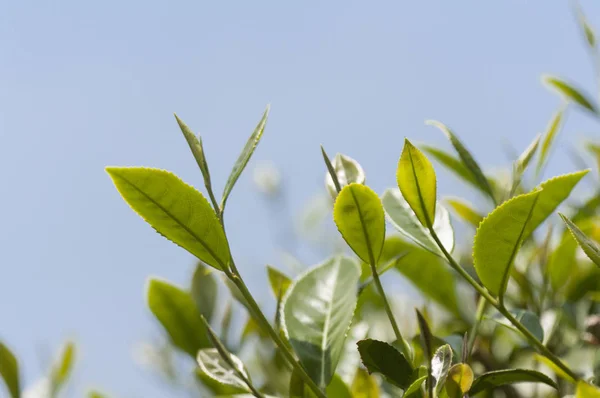 Alishan Γραφική Περιοχή Alishan Τσιαγί Ταϊβάν Ασία Φυτό Τσάι Δέντρο — Φωτογραφία Αρχείου