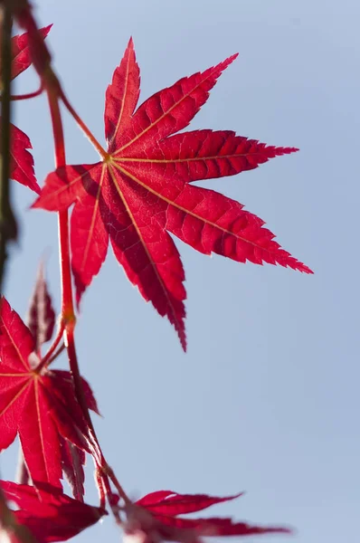 Alishan Scenic Area Alishan Chiayi Tajvan Ázsia Maple Leaf — Stock Fotó