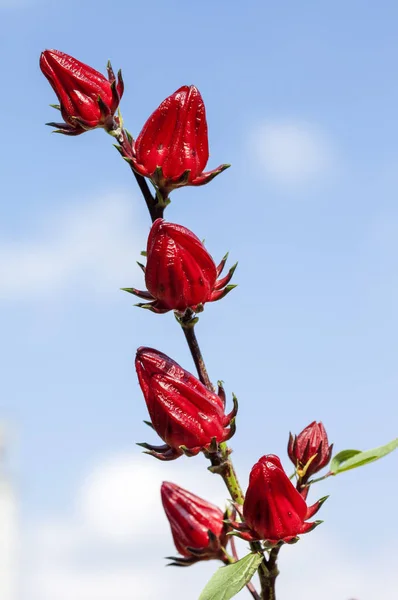 Flores Rosela Fondo Cerca — Foto de Stock